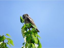 Northern Hawk-Owl